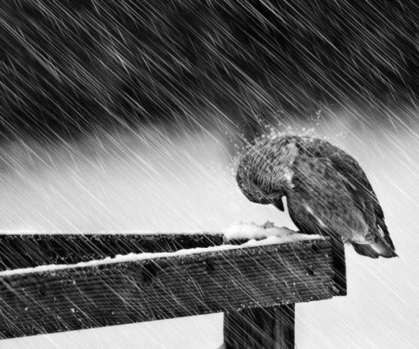 L’ostinazione delle parole. Emanuela Annaloro su “L’uso della vita”/10