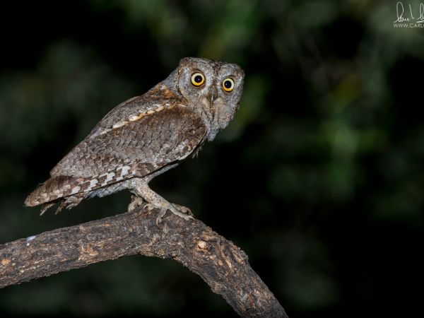 “E c’era quel pianto di morte”. Qualche ipotesi su L’assiuolo