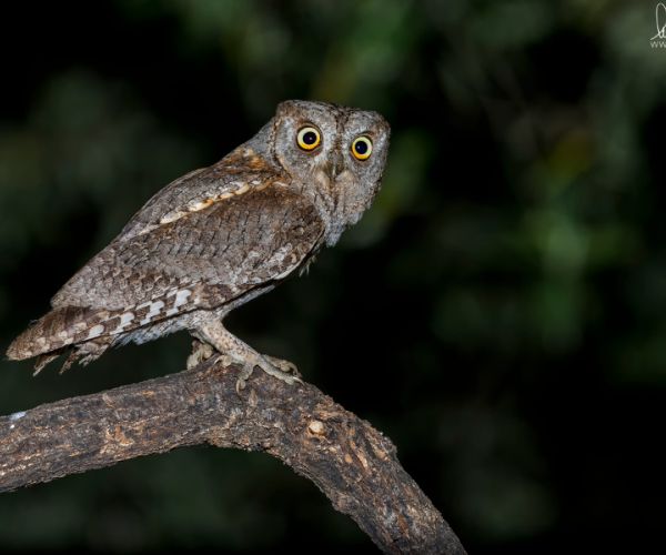 “E c’era quel pianto di morte”. Qualche ipotesi su L’assiuolo