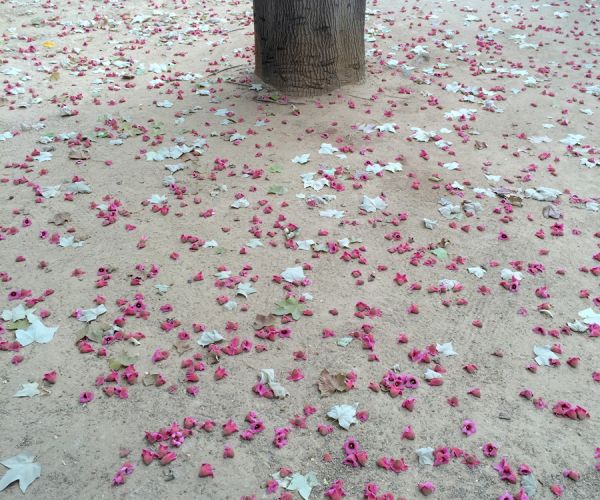 I margini attuali per una scuola di opposizione