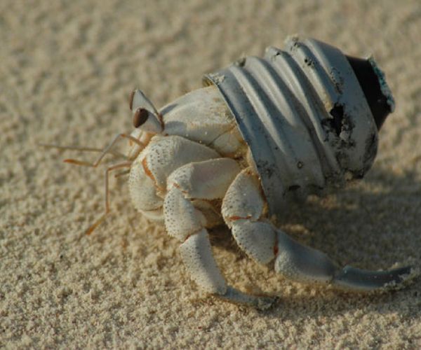 A che cosa serve la letteratura?