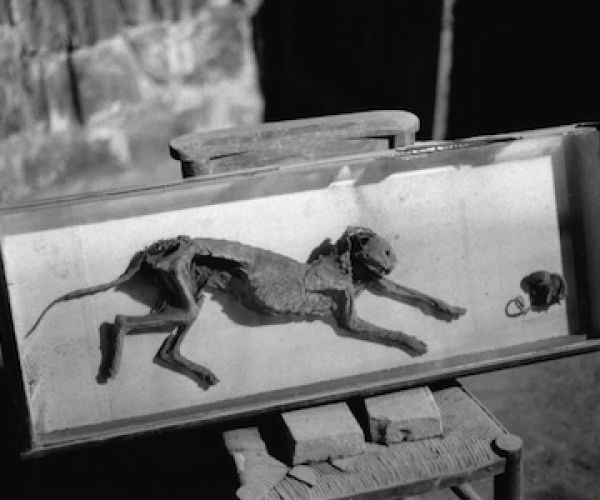 L’allegoria della ferocia