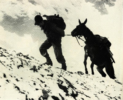alpino e mulo albania