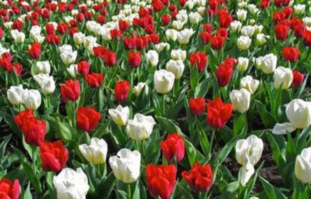 Buon 25 Aprile 9