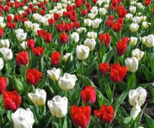 Il mio impotente 25 aprile