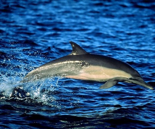 Come delfini in mare