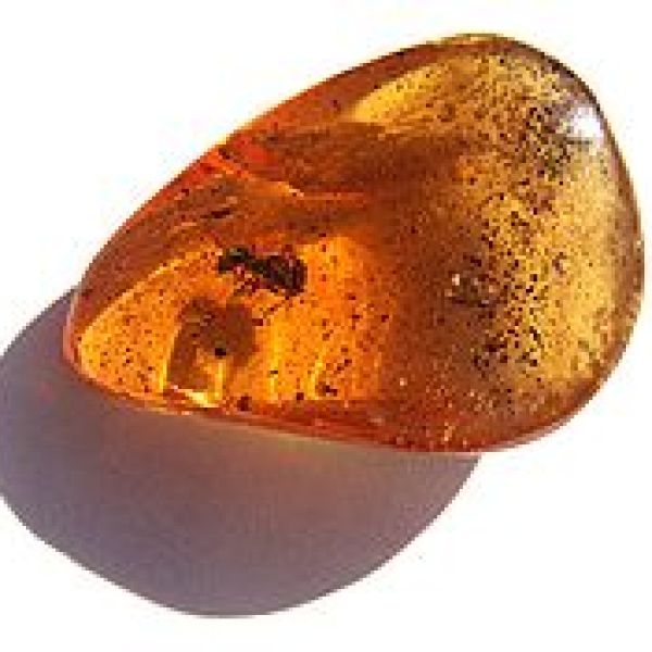 250px-An ant in amber