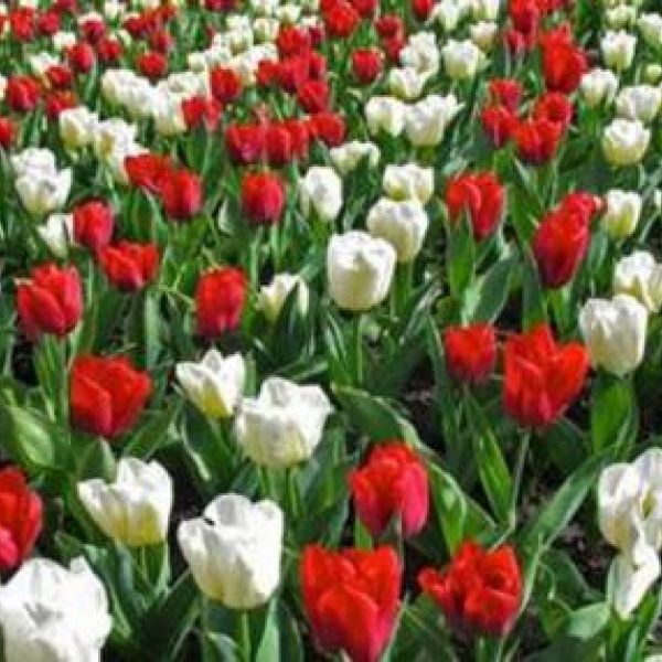 Buon 25 Aprile 9