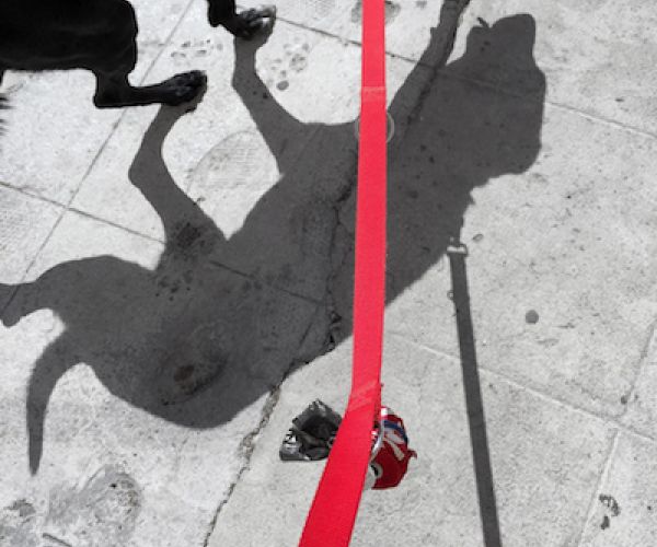 Morte di un cane