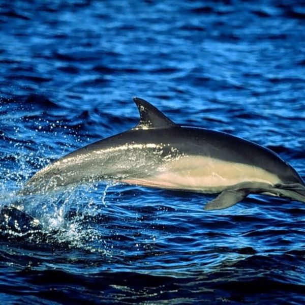 delfino 3