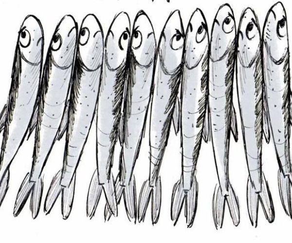 Sebben che siam sardine…