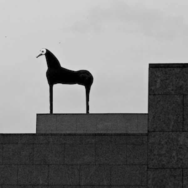 cavallo di paladino